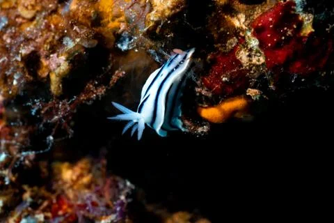 Sea slug Stock Photos