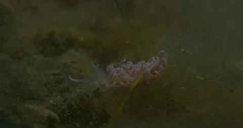 Sea Slug (Phyllodesmium serratum) Crawling, 8K Video stock 331552894