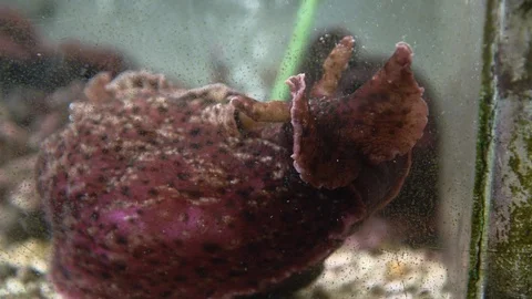 Sea slug in tank Stock Footage 93528474