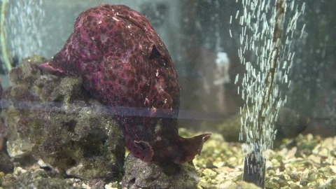 Sea slug in tank Stock Footage 93528529