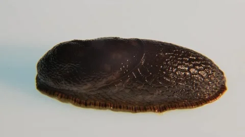 Sea slug timelapse, pulsating close up 4K Stock Footage 40033206
