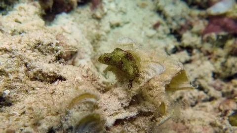 Sea slugsrawls across corals of Bali Stock Footage