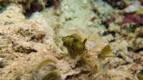 Sea slugsrawls across corals of Bali Stock Footage