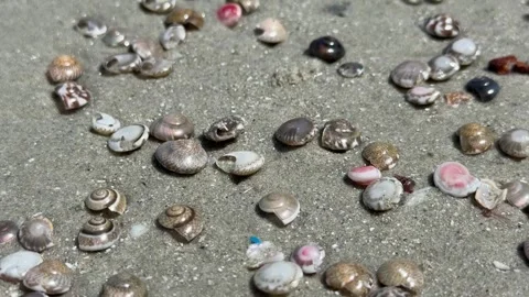 Sea Snail And Clam Shells Scattered Across the Sandy Shores of Beach Stock Footage 337051368