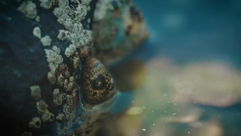Sea snail crawling at low tide on wet rock Stock Footage 317006988