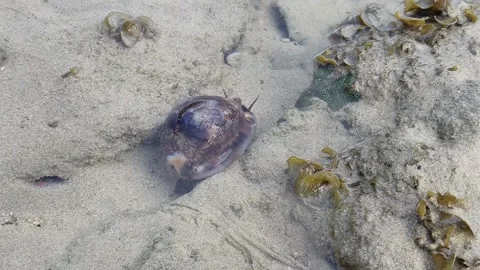 Sea ​​snail crawling on the sea surface 스톡 동영상 206373680
