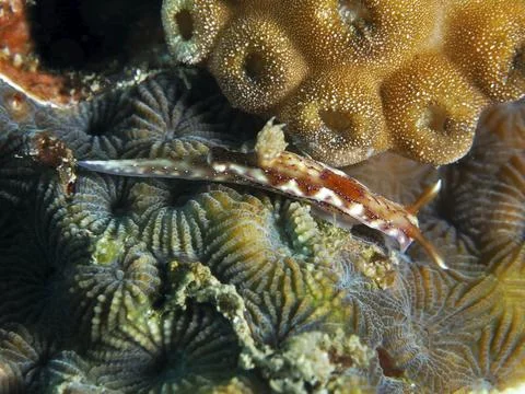 Sea snail with elegant pattern, volcanic star snail (Hypselodoris krakatoa), on Stock Photos