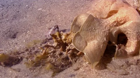 Sea snail Видео 22102065