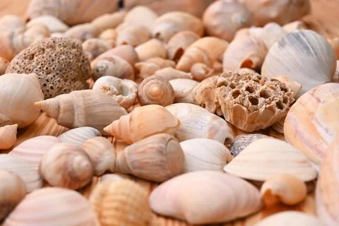 Sea Snail Holidays Beach Stockfoto's