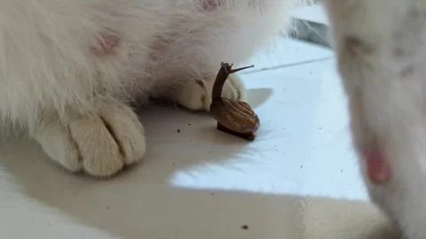 Sea snail reaching up to interact with a white cat indoors. Stock Footage 316207361