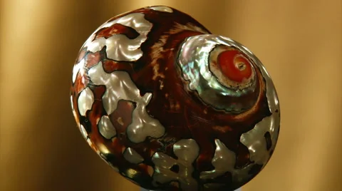 Sea snail, rotating on gold background Stock Footage 1044442