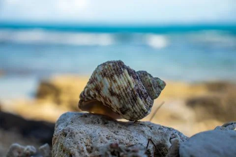 Sea snail shell on the beach. Stock Photos
