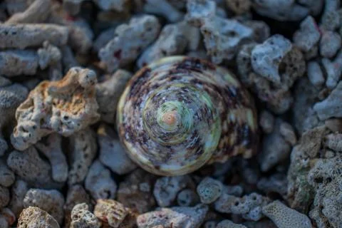 Sea snail shell on the beach. Stock Photos