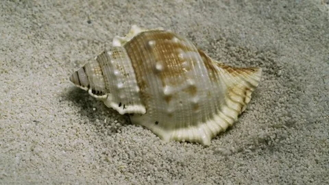 Sea Snail Shell Drops On Sand Super Slow Motion Stock Footage 71358924