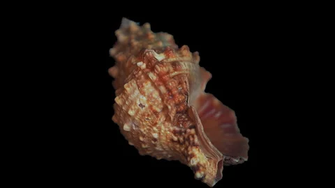 Sea snail shell isolated on black background 스톡 동영상 250099431
