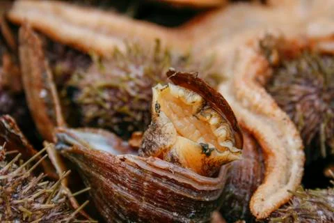 Sea snail in shell Foto stock