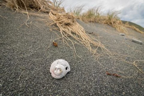 Sea Snail Shell 스톡 사진