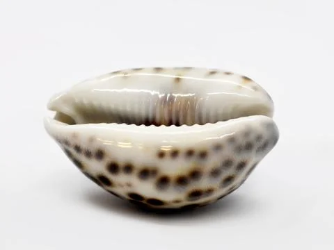 Sea Snail Shell on White Background Stock Photos