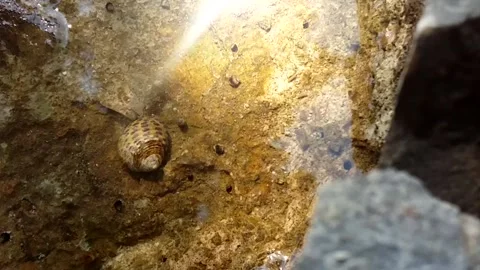 Sea Snail Timelapse Stock Footage 131163024