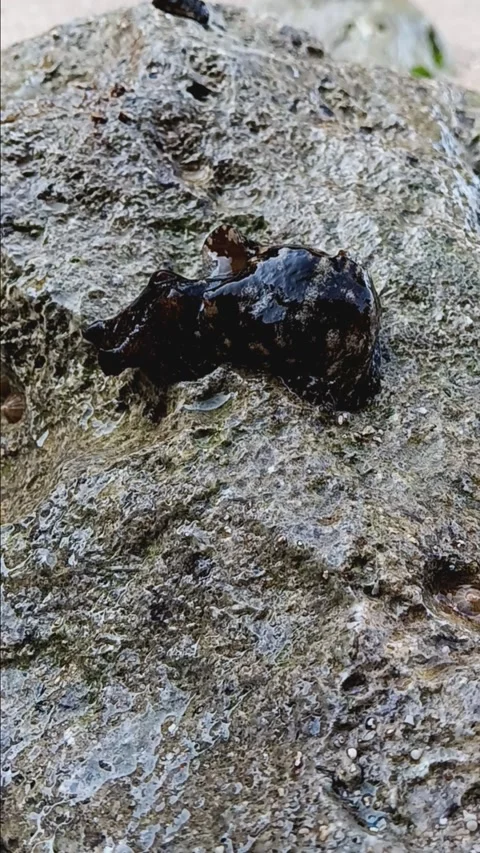 Sea ​​snail without shell Stock Footage 284912019