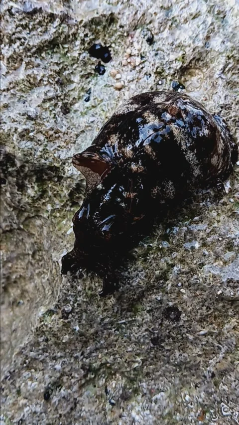 Sea ​​snail without shell Stock Footage 284912997