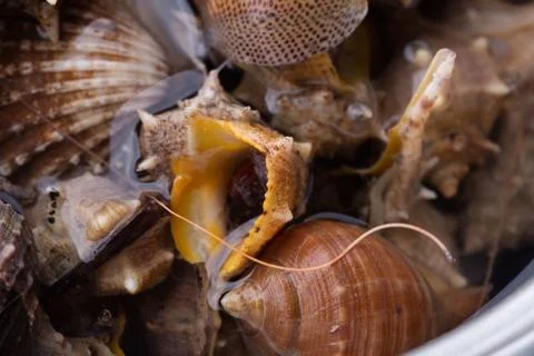 Sea snail,close up Stock Photos