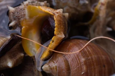 Sea snail,close up Stock Photos