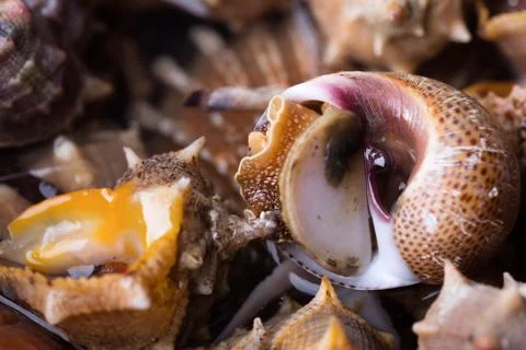 Sea snail,close up Stock Photos