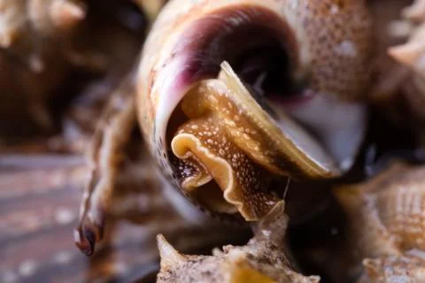 Sea snail,close up Foto stock