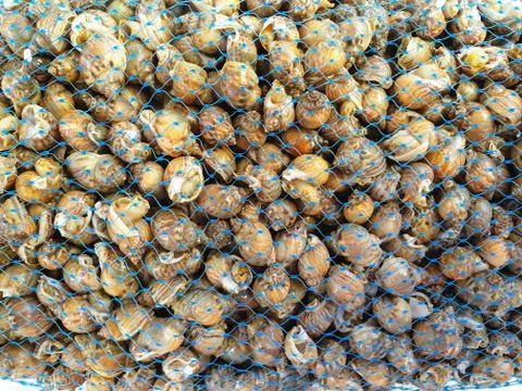Sea snails close up Стоковые фото