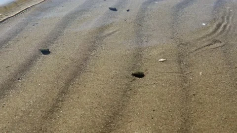 Sea ​​snails crawl on the sand Video stock 132048955