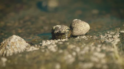 Sea snails crawling at low tide on rocky shore Stock Footage 317006986