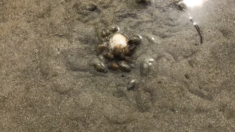 Sea snails digging in on a sand beach Stock Footage 95755594