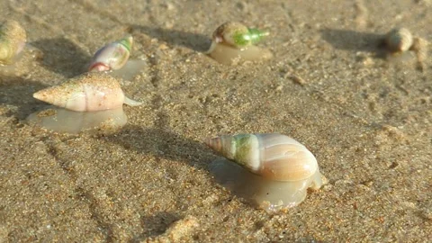 Sea snails moving around on a sandy beach in south africa Stock Footage 300354620