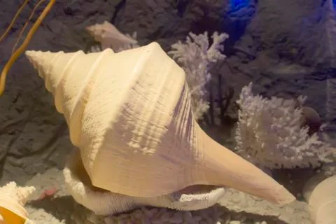 Sea ??snails Stock Photos