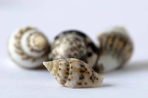 Sea snails Stock Photos