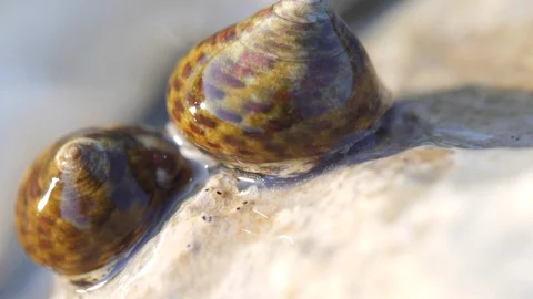 Sea snails on the rock. 스톡 동영상 105393732