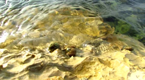 Sea snails on rocks in tide zone Stock Footage 50163151