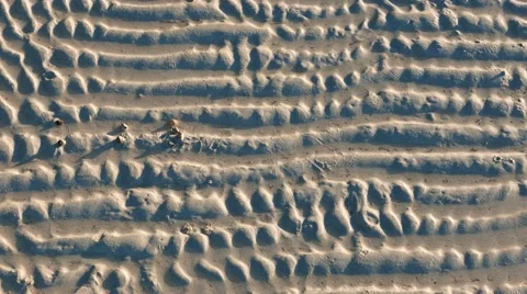 Sea Snails on White Sand Stock Footage 55292071