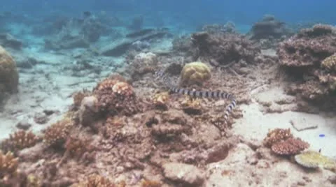 Sea snake 1 Stock Footage 8989147