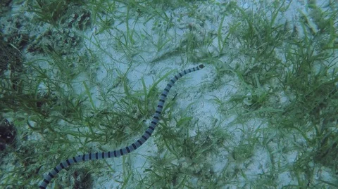 Sea snake chasing Stock Footage 93016606