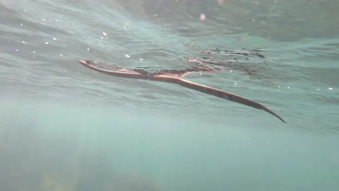 Sea snake diving like a pro Stock Footage 152832345