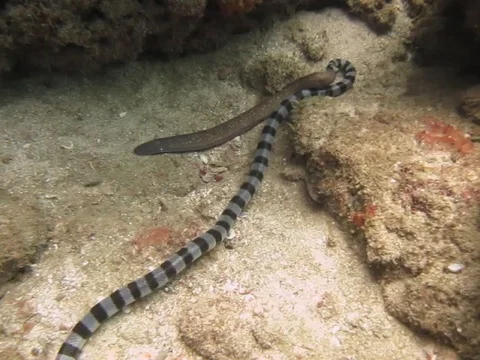 Sea snake eats moray eel Stock Footage 109268340