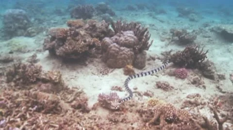 Sea Snake Stock Footage 8989331