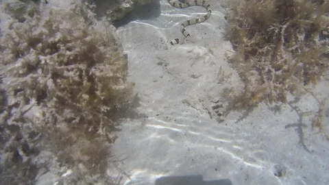 Sea Snake Stock Footage 112624037
