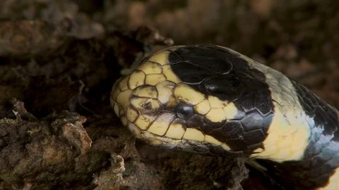 Sea snake head closeup Stock Footage 106500569