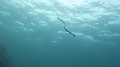 Sea snake/ krait swims to surface for breath Stock Footage 80848626