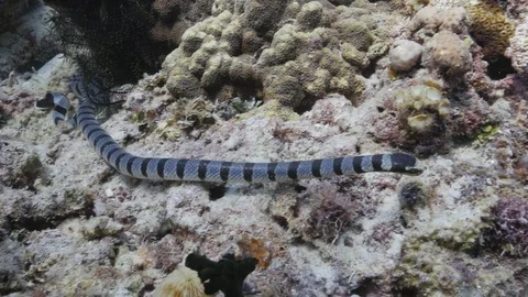 Sea Snake Looking For Prey Stockbeeldmateriaal 83256080
