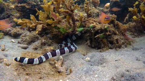 A sea snake is looking for something in the sand. Video stock 122553441