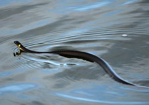 Sea Snake Stock Photos